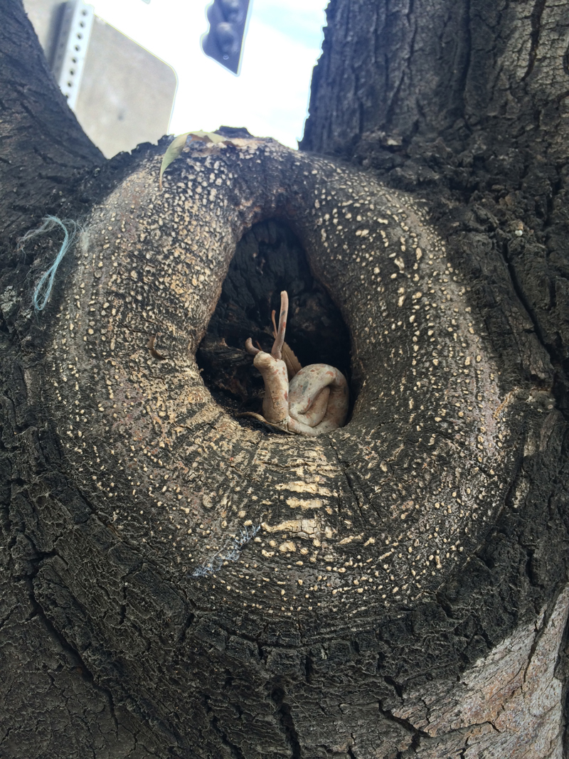 One Year Later: The Snail Invasion&nbsp;Continues